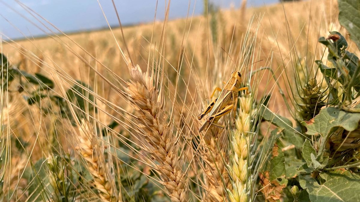 Cena pšenice po indickém zákazu vývozu prudce roste